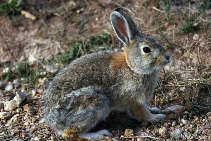 prairie rabbit - ID: 3837076 © Katherine Sherry