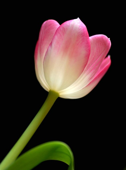 Lovely Tulip