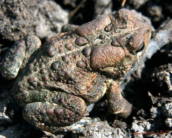 Garden Toad