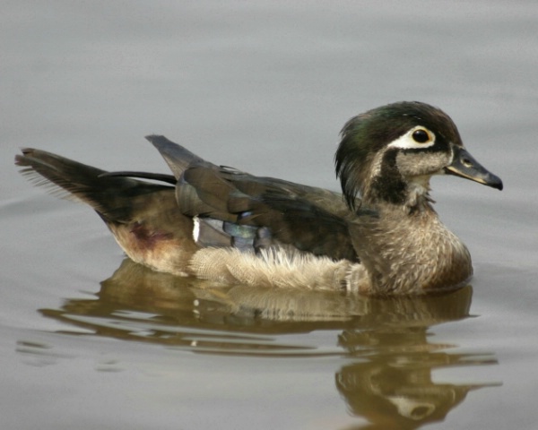 Wood Duck Female