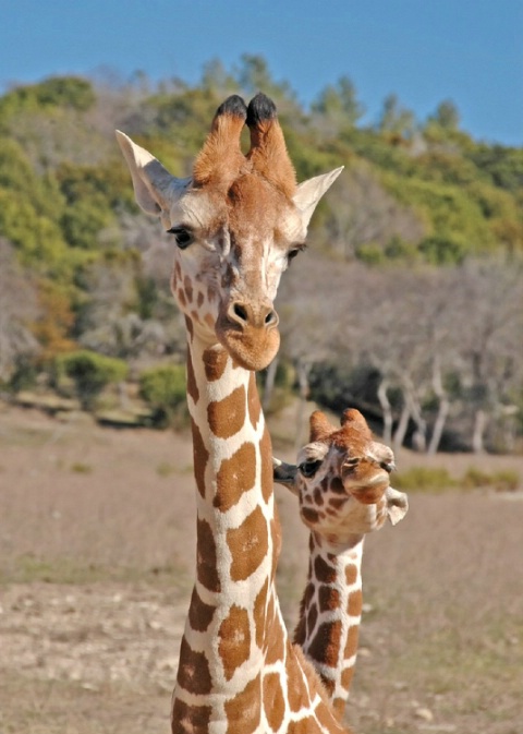 Jest Giraffes