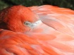 Flamingo Siesta