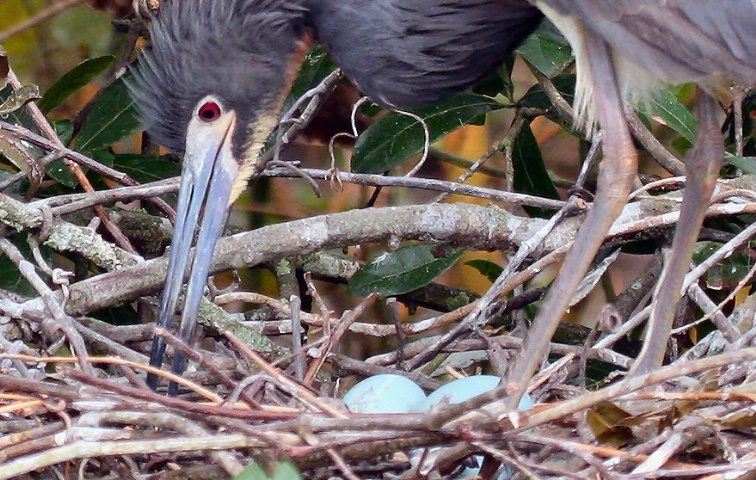 Checking the Nest