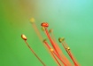 Tendrils of Natur...