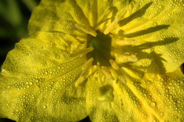 Yellow Wild Flower