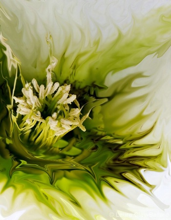 Hellebore Twist