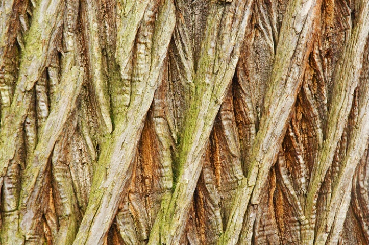 Warwick Castle Tree Bark