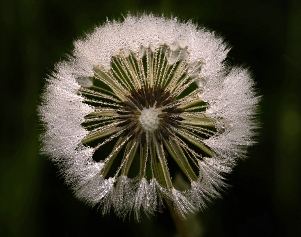 Dandelion Dew #2