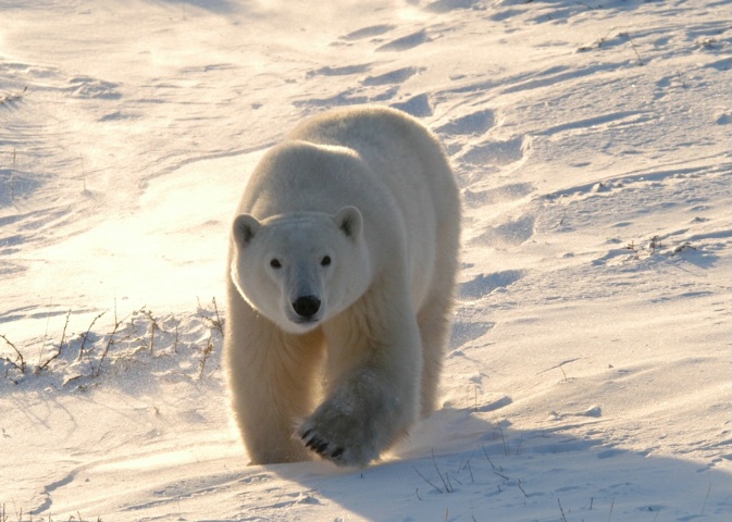 Glow bear - ID: 3847143 © Ann E. Swinford