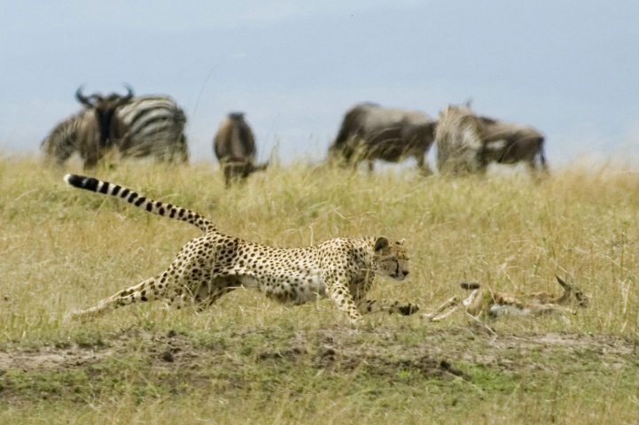 Hunting Cheetah - ID: 3847145 © Ann E. Swinford