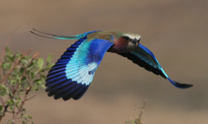 Lilac Breasted Roller - ID: 3847147 © Ann E. Swinford