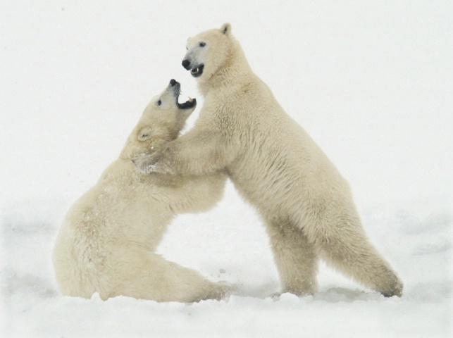 Triangle bears - ID: 3847148 © Ann E. Swinford