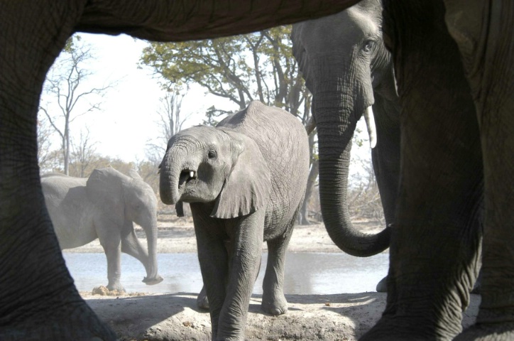 Baby Elie at Waterhole - ID: 3847151 © Ann E. Swinford