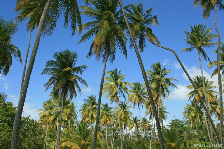Tobago Palm Garden