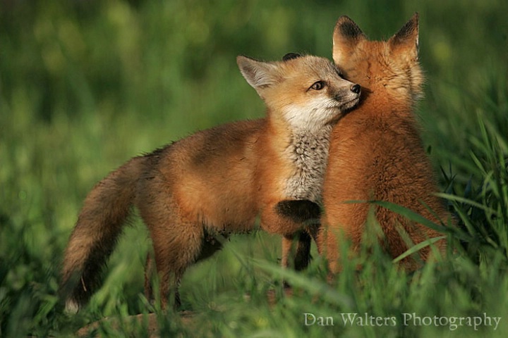 Red Fox Kits