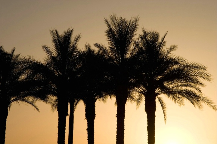 palm_tree_sunrise__021