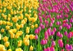 Tulips Field