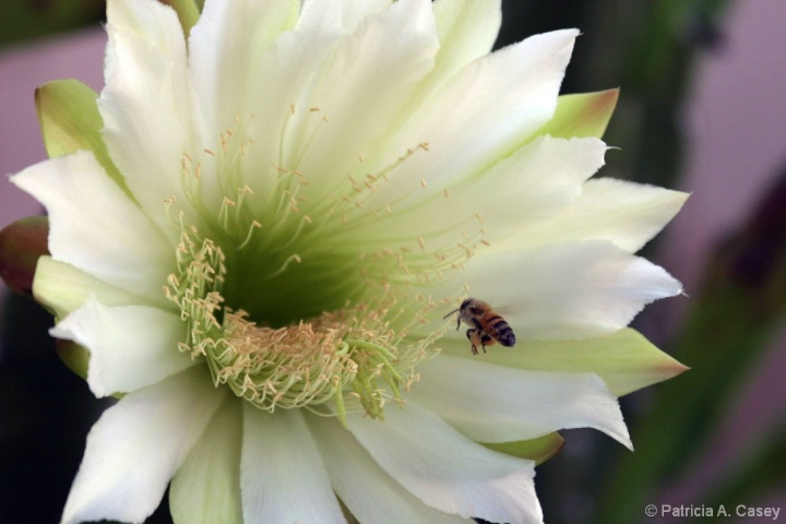 Night Blooming Cereus & Bee