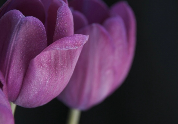 Purple Tulip