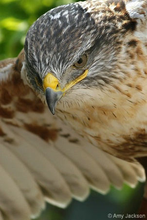 Hawk