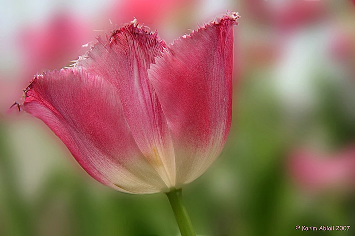 Pink Tulip