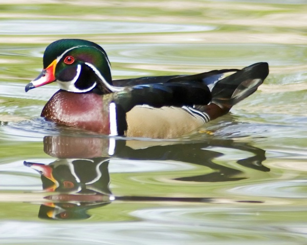 Reflection of a Male Wood Duck