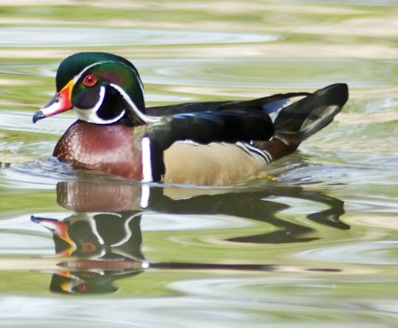 Reflection of a Male Wood Duck