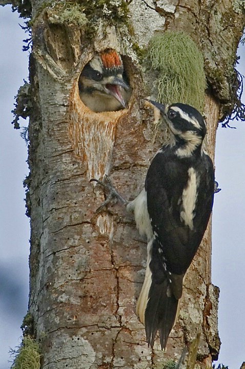 Hairy Woodpecker Female Feeding Chick - ID: 3852469 © John Tubbs