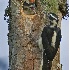 2Hairy Woodpecker Female Feeding Chick - ID: 3852469 © John Tubbs