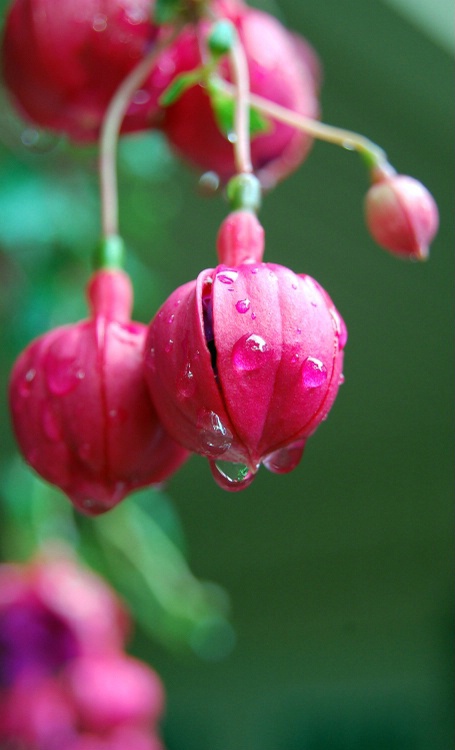 Graceful Rain