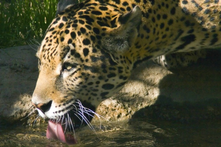Lapping Leopard - Male Jaguar - ID: 3853387 © Leslie J. Morris