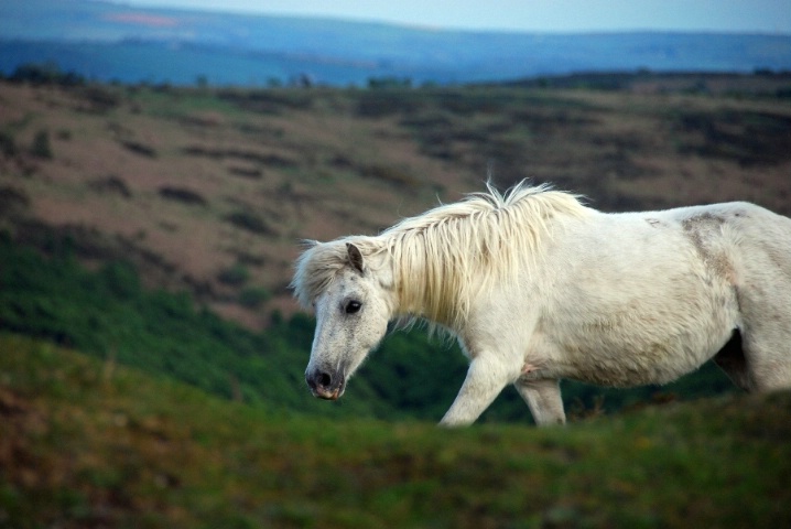 Striding Dartmoor Pony