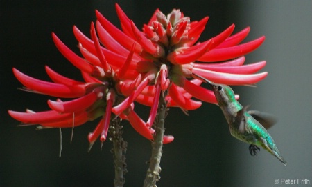 Coral Tree Blossoms and Humming Bird