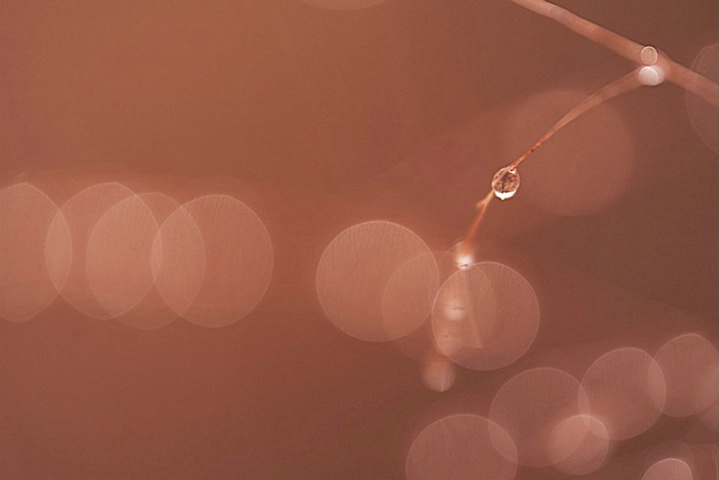 Early Morning Dew Drops