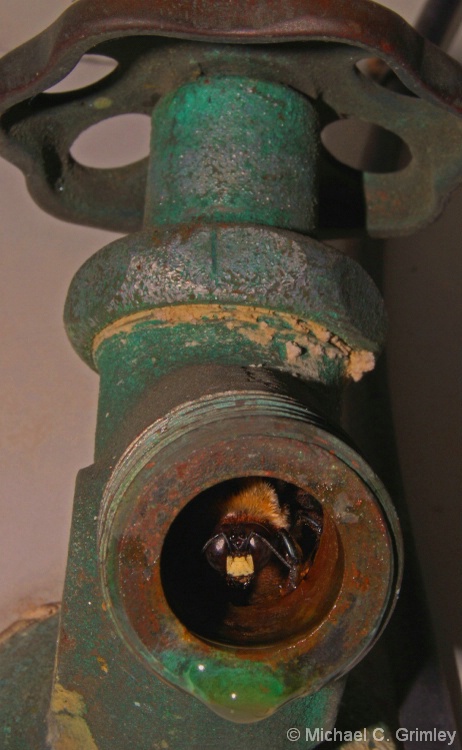 bee_in_faucet_edited-1edt