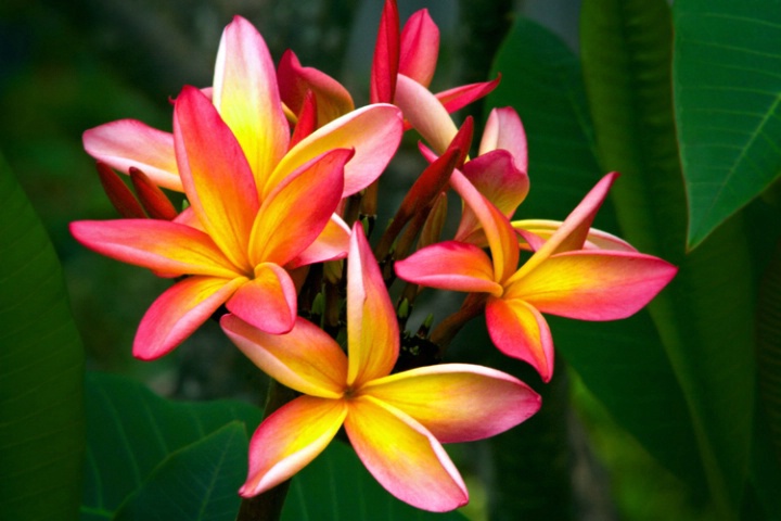 Plumeria