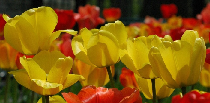 Glowing Tulips