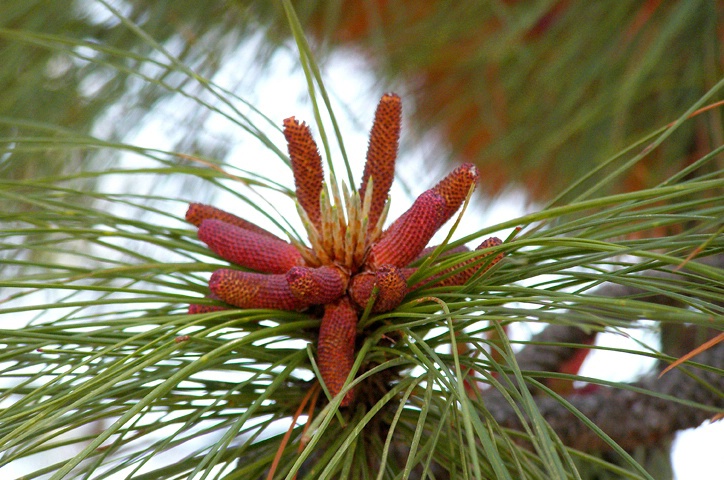 Ponderosa Pine 