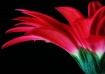Soft Red