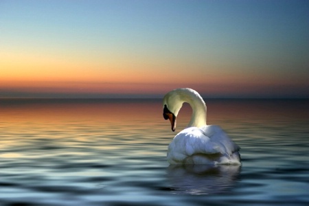 Sunset Swan 601