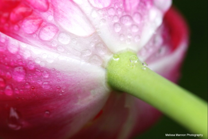 Where Stem Meets Petals