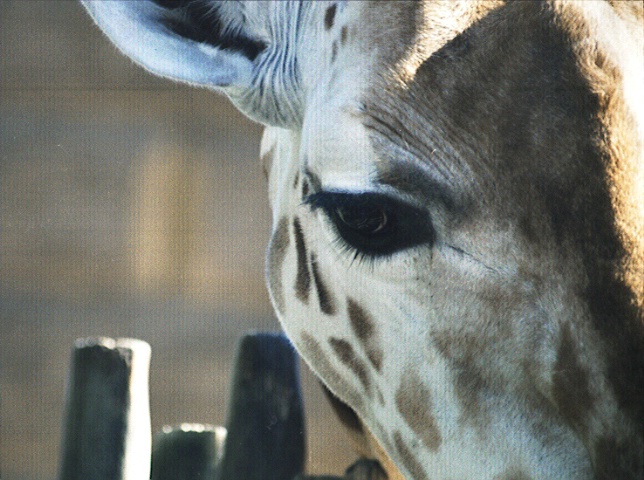 Girafee Up Close