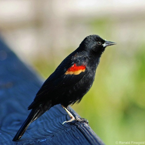 Red Winged Blackbird - ID: 3860534 © Ronald Finegold