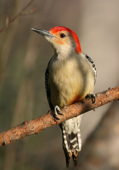 The Red-Bellied Woodpecker