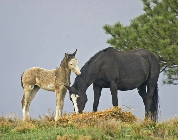 Mustang W/Foal