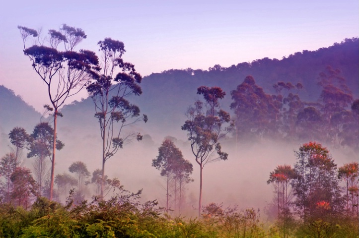 Misty morning