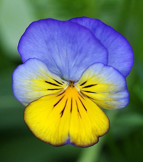 Blue and Yellow Pansy #3