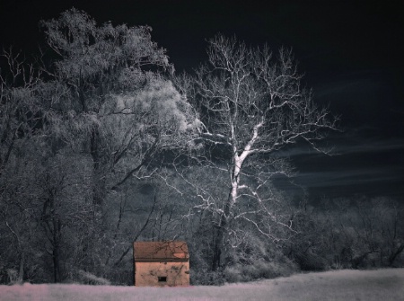 Little House in the Forest