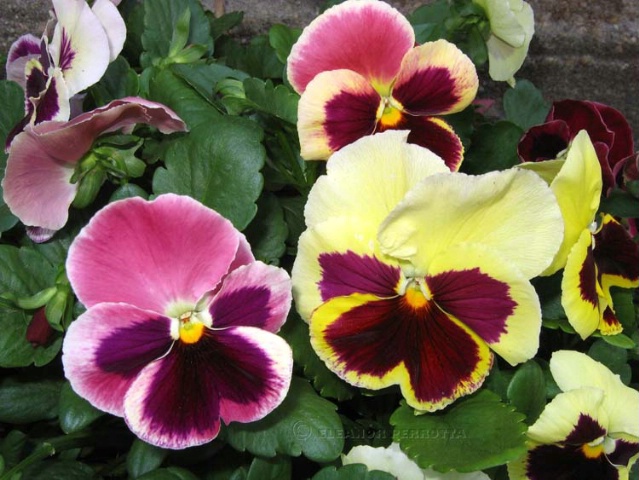 MOTHER'S DAY PANSIES