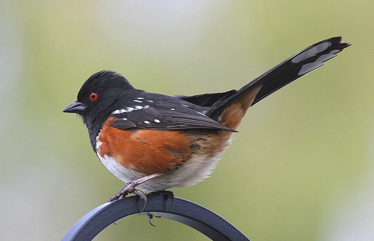 Spotted Towhee - ID: 3868470 © Janine Russell